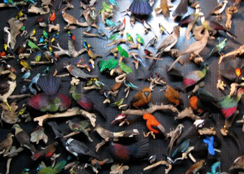 <softbill taxidermy collection>